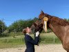 dressage horse Brunotti (Hanoverian, 2004, from Brentano II)