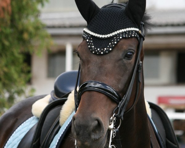 dressage horse Cloe 21 (German Sport Horse, 2014, from Van Vivaldi)