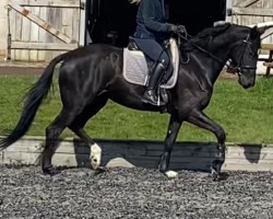 dressage horse Larkshill Briliance (Oldenburg, 2020, from Jameson RS2)