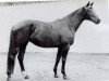 broodmare Atlanta (Trakehner, 1950, from Hansakapitän)