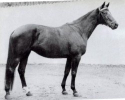 broodmare Atlanta (Trakehner, 1950, from Hansakapitän)