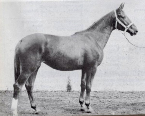 broodmare Atlantis (Trakehner, 1956, from Humboldt)