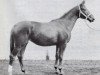 broodmare Atlantis (Trakehner, 1956, from Humboldt)