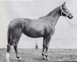 Zuchtstute Atlantis (Trakehner, 1956, von Humboldt)