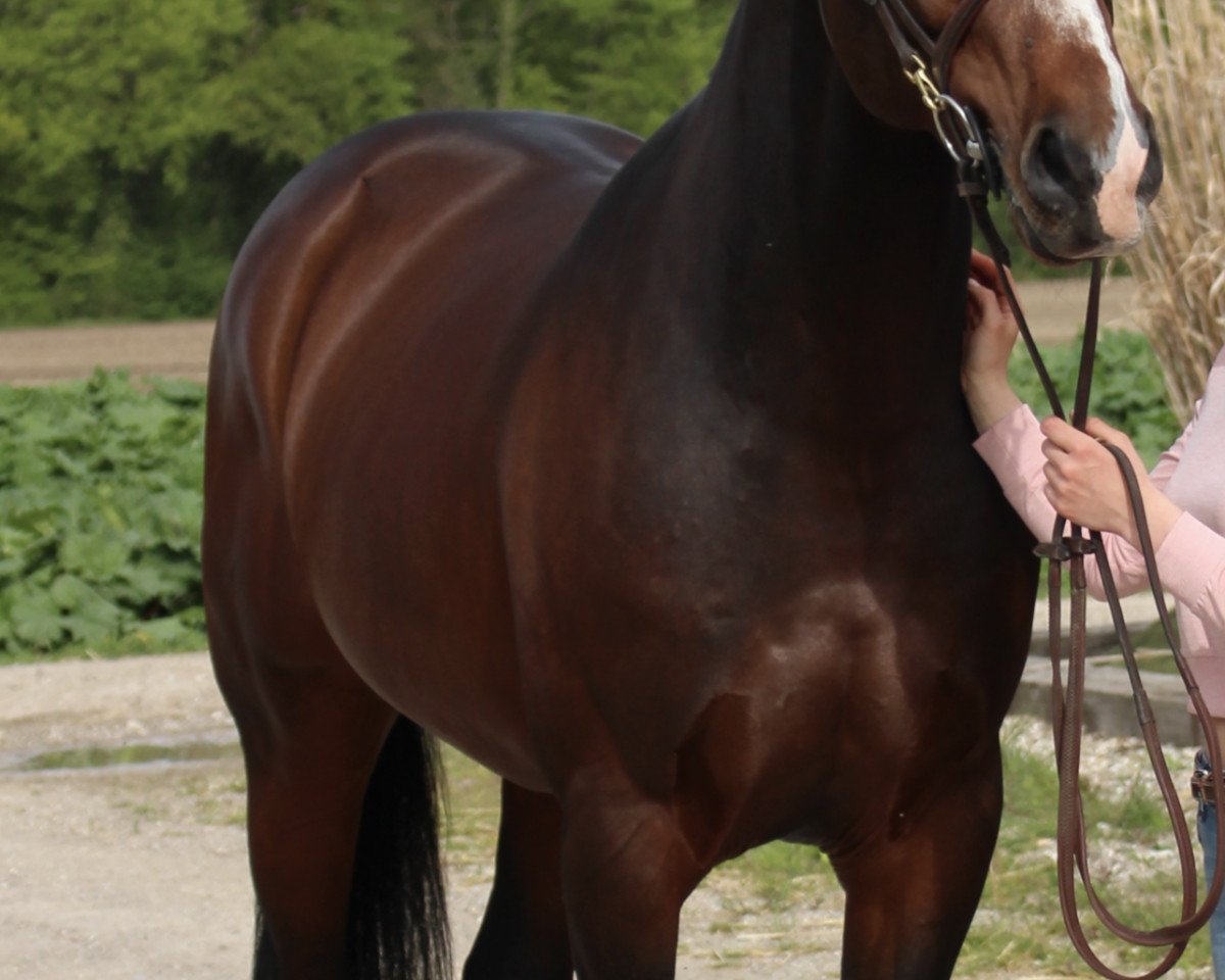 jumper Prince of Plotblue (Zangersheide riding horse, 2016, from Plot Blue)