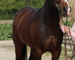 jumper Prince of Plotblue (Zangersheide riding horse, 2016, from Plot Blue)