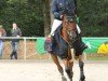 jumper Luckys Please Jump (Hanoverian, 2008, from Perigueux)