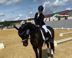 dressage horse Fürst Diamond 7 (Oldenburg, 2017, from Fürstenball)