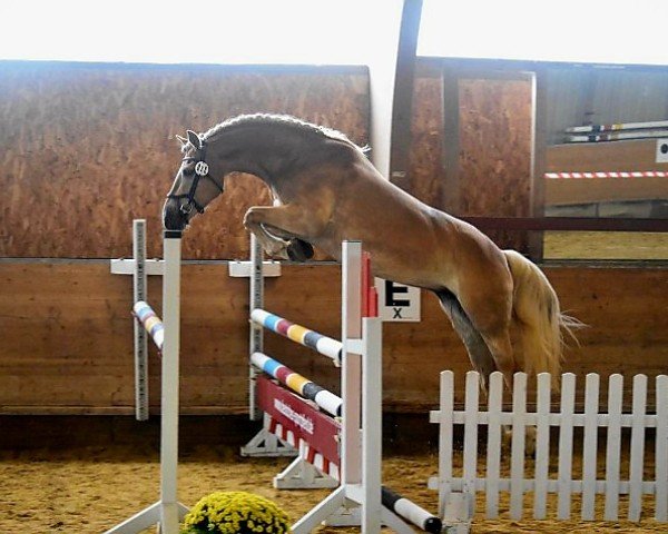 broodmare Fylla (Haflinger, 2011, from Stavarin)