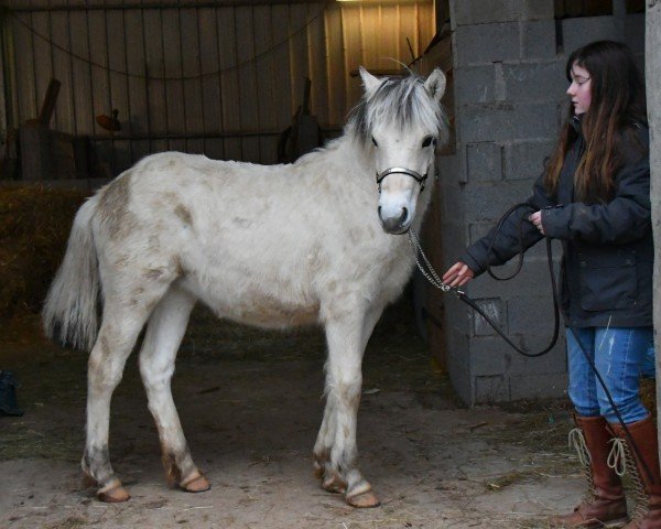 foal by VELINE VAN DE PLAETE (Fjord Horse, 2024, from Ralm van den Bosdries)