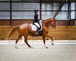 dressage horse Simley Red (Hanoverian, 2008, from Shakespeare in Love)