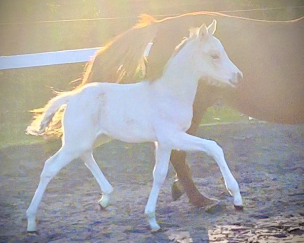 dressage horse Heiligenbergs Good as Gold (German Riding Pony, 2023, from Gold Garant)