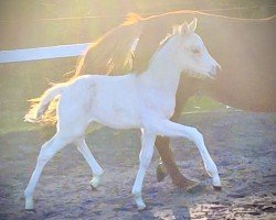 dressage horse Heiligenbergs Good as Gold (German Riding Pony, 2023, from Gold Garant)