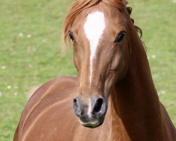 Zuchtstute Delia (Deutsches Reitpony, 2007, von Dior)