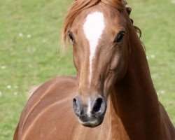 Zuchtstute Delia (Deutsches Reitpony, 2007, von Dior)