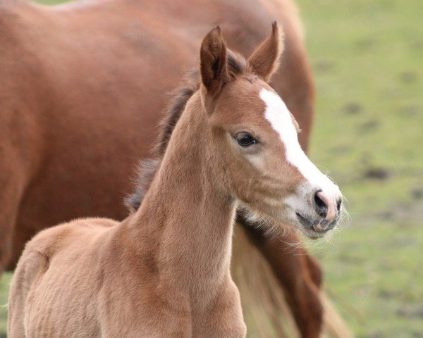 Fohlen von Heiligenbergs Cumberbatch (Deutsches Reitpony, 2024, von FS Clarimo)