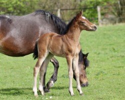 foal by Heiligenbergs Cookie Brown (German Riding Pony, 2024, from Heiligenbergs Karl der Große)