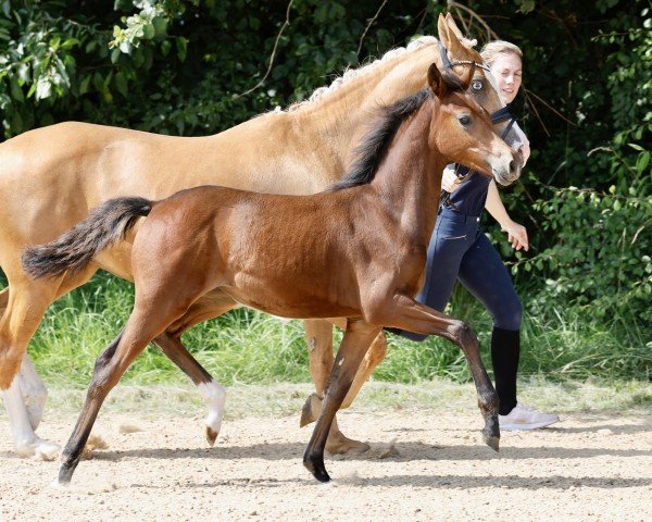 dressage horse CSI:Heiligenberg (German Riding Pony,  , from Fs Cyberspace)