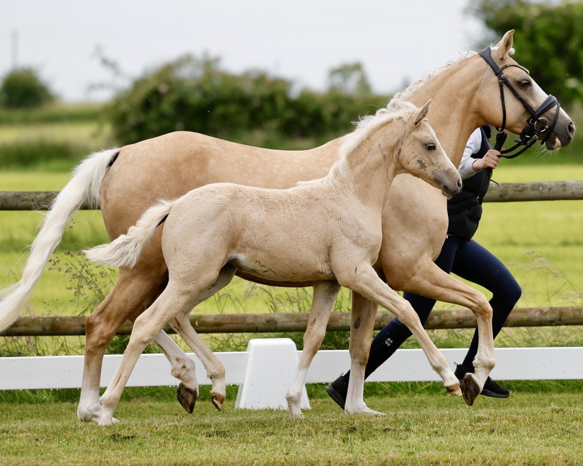 dressage horse Heiligenbergs Viva Wunderbar (German Riding Pony, 2024, from Viva Romance PS OLD)