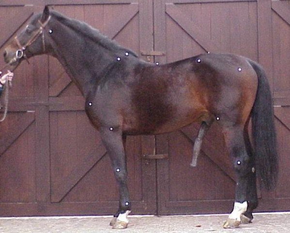 stallion Lawrence*HN (Holsteiner, 1988, from Lantaan)