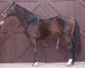 stallion Lawrence*HN (Holsteiner, 1988, from Lantaan)