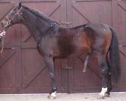 stallion Lawrence*HN (Holsteiner, 1988, from Lantaan)