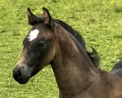 foal by Heiligenbergs White Dollar (German Riding Pony, 2024, from Heiligenbergs Karl der Große)