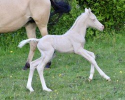 Fohlen von Heiligenbergs Rosenrot (Deutsches Reitpony, 2024, von Dressed in Gold 3)