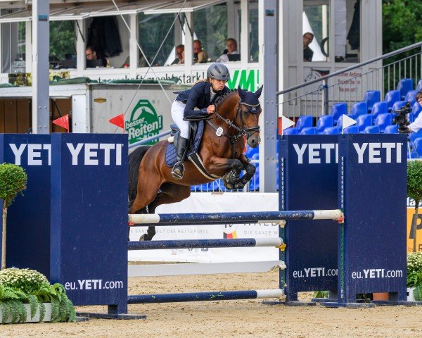 stallion Heiligenbergs Karl der Große (German Riding Pony, 2019, from Ronaldo Vom Schwarzbach)