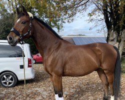 dressage horse Dante‘s Jazz Funk‘N Soul (German Sport Horse, 2017, from Domani 28)