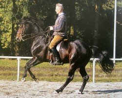 dressage horse Dürer (Hanoverian, 1993, from Davignon I)