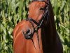 broodmare La Fee 8 (Westphalian, 2002, from Landjonker (Fruhling))