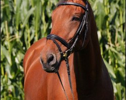 broodmare La Fee 8 (Westphalian, 2002, from Landjonker (Fruhling))