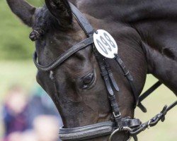 dressage horse Rosentals Amazing Grace (German Riding Pony,  , from Proud Rocketti)