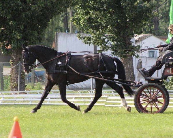 Zuchtstute Alexa 443 (Sächs.-Thür. Schweres Warmbl., 2016, von Lotus)