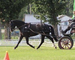 Zuchtstute Alexa 443 (Sächs.-Thür. Schweres Warmbl., 2016, von Lotus)