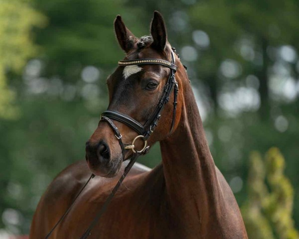 broodmare Cascada 128 (German Riding Pony, 2016, from FS Champion de Luxe)