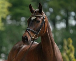 Zuchtstute Cascada 128 (Deutsches Reitpony, 2016, von FS Champion de Luxe)