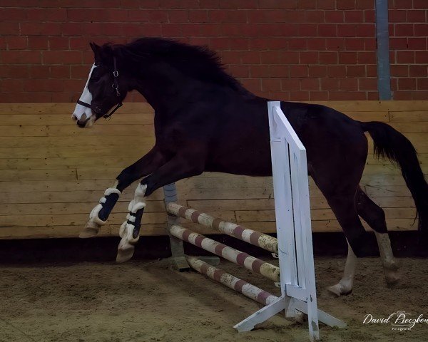 jumper Geronimo Gold (Westphalian, 2022, from Galileo Gold)