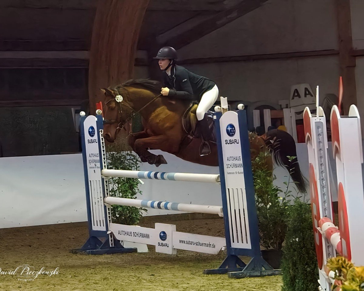 jumper Lugars Rocket (Westphalian, 2019, from Lex Lugar)