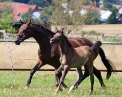 broodmare Irrlicht III (Trakehner, 2005, from Connery)