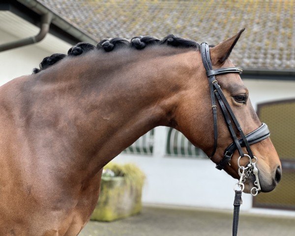 dressage horse KVZ Instertanz (Trakehner, 2015, from Insterburg TSF)