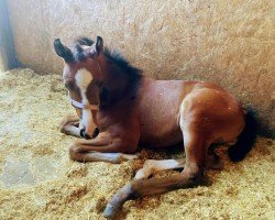 dressage horse Asti Van Het Reigershof (Belgian Warmblood, 2023, from Magic Boy)