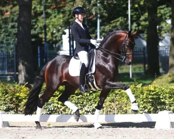 dressage horse Magic Boy (KWPN (Royal Dutch Sporthorse), 2017, from Fürstenball)