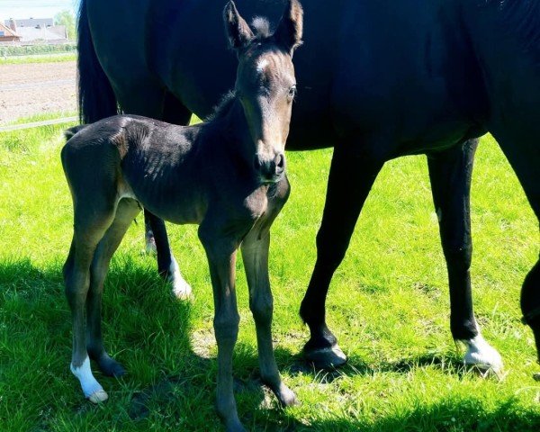 dressage horse Whats's Love Van Het Reigershof (Belgian Warmblood, 2022, from Be Sure)