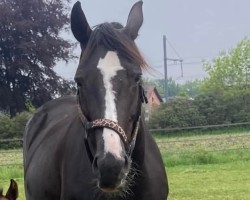 Zuchtstute Ferrero (KWPN (Niederländisches Warmblut), 2010, von Amazing Star)