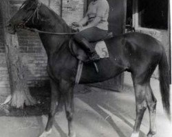 stallion Pritok (Trakehner, 1978, from Topki)