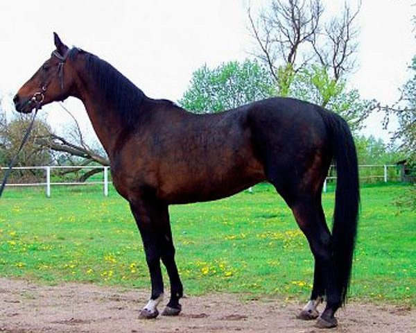 stallion Veimaras (Trakehner, 1987, from Pritok)