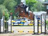 jumper Kane - O (KWPN (Royal Dutch Sporthorse), 2015, from Zambesi TN)