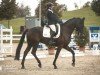 dressage horse Fabrice 72 (German Sport Horse, 2016, from Florenz 71)